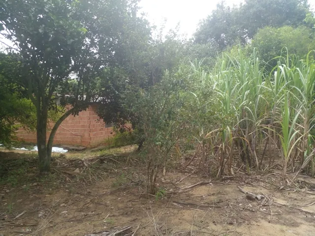 Imagem 12: Mini Sitio - Campo Alegre, Nova Iguaç/Rj