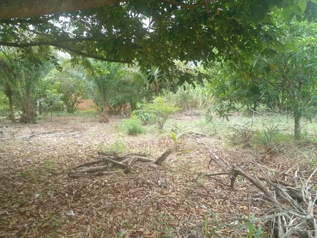 Imagem 3: Mini Sitio - Campo Alegre, Nova Iguaç/Rj