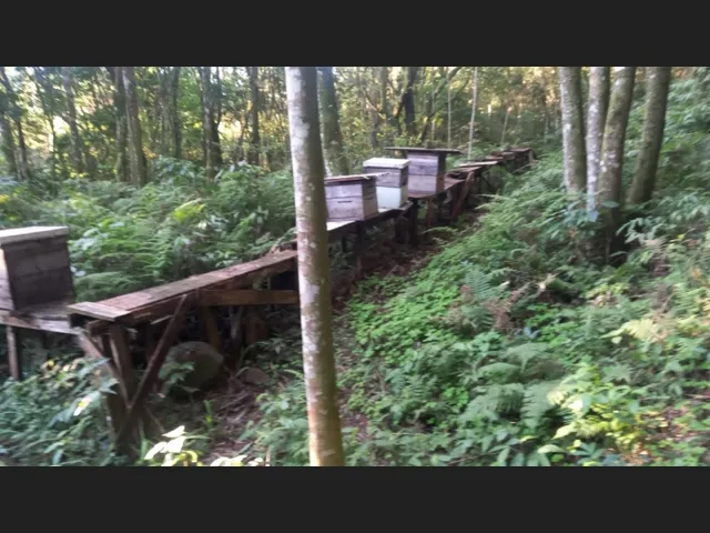 Imagem 7: Área de Terras com 13,5 Hectares em santa Maria do Herval