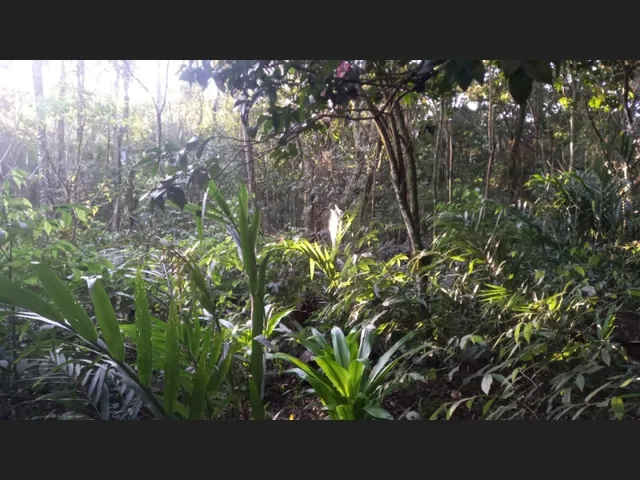 Imagem 12: Área de Terras com 13,5 Hectares em santa Maria do Herval