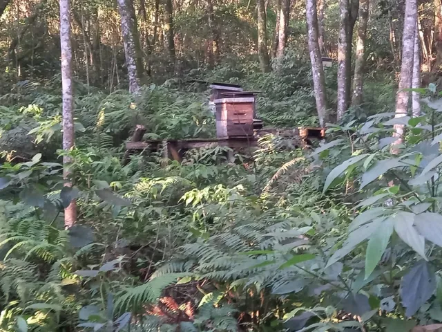 Imagem 5: Área de Terras com 13,5 Hectares em santa Maria do Herval