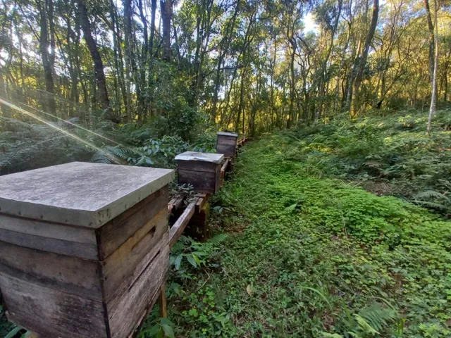 Imagem 8: Área de Terras com 13,5 Hectares em santa Maria do Herval