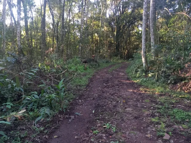 Imagem 2: Área de Terras com 13,5 Hectares em santa Maria do Herval
