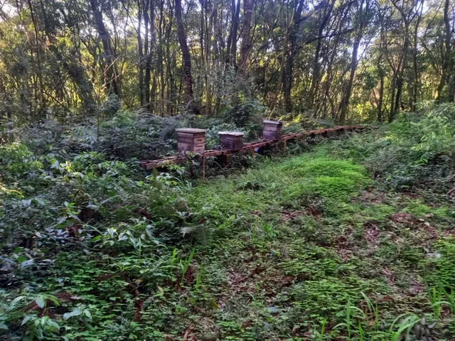 Imagem 10: Área de Terras com 13,5 Hectares em santa Maria do Herval