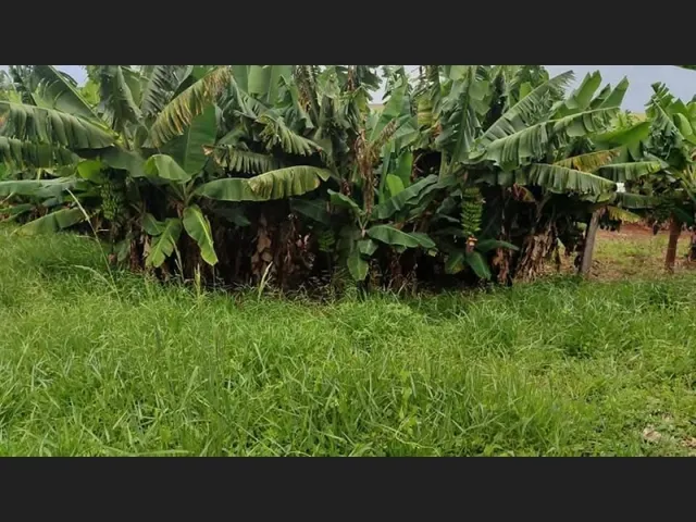 Imagem 14: Faxinal Chácara Troco por Carro Chácara 5.600 Metros a 1 Km Mauá da Serra Pr