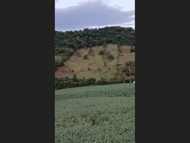 Imagem: Maringá Chácara 2 Alqueires a 5 Kilometros
