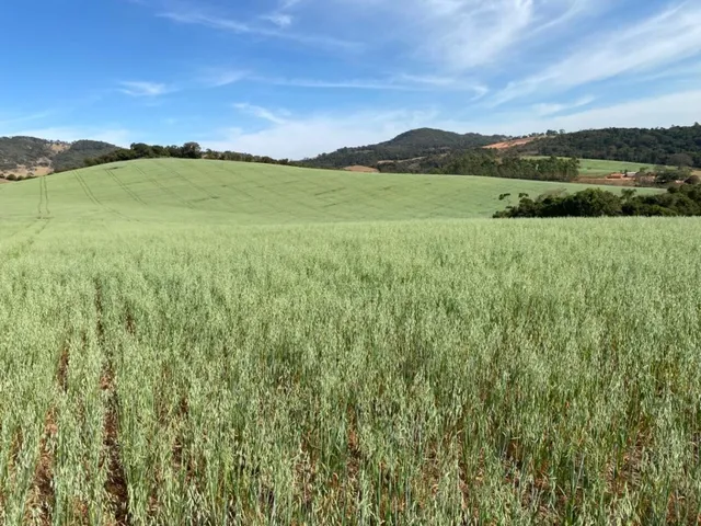 Imagem: Ótima Oportunidade!!! Chácara com 1.000M²