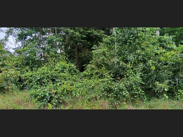 Imagem 2: Terreno no Ramal do Janauari, Seu Refúgio Particular Às Margens do Igarapé