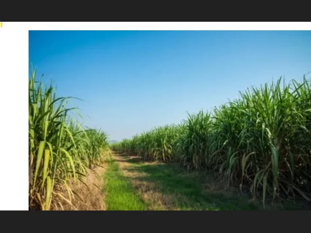 Imagem: FAZENDA DE CANA RJ