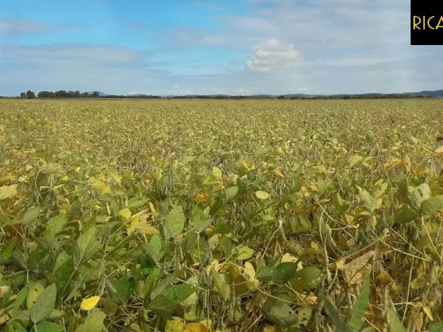 Imagem 5: Fazenda em Viamão | 345 Hectares | Dupla Aptidão