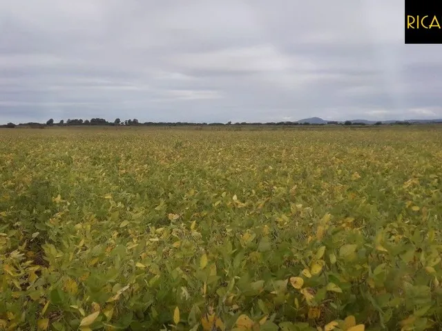Imagem 8: Fazenda em Viamão | 345 Hectares | Dupla Aptidão