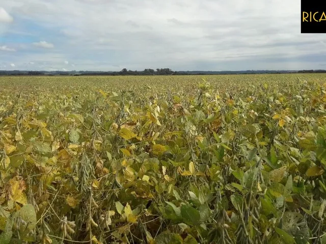 Imagem 6: Fazenda em Viamão | 345 Hectares | Dupla Aptidão