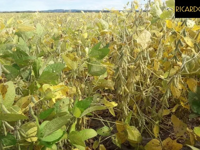 Imagem 9: Fazenda em Viamão | 345 Hectares | Dupla Aptidão