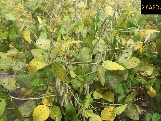 Imagem 3: Fazenda em Viamão | 345 Hectares | Dupla Aptidão