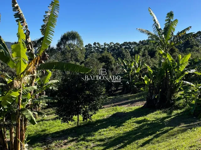 Imagem 12: SITIO EM TOLEDO MG 6 HECTARES 9km CIDADE 2 NASCENTES VISTA MONTANHA ESCRITURA