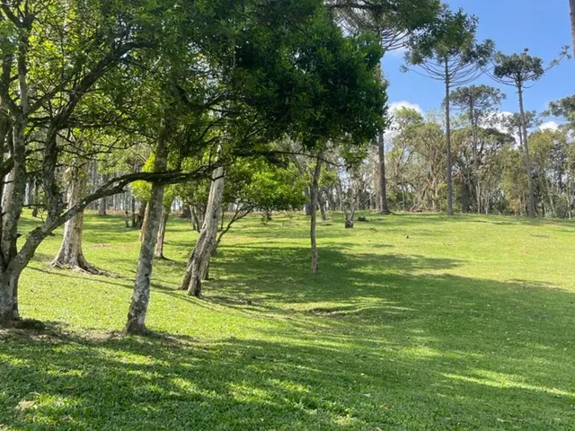 Imagem 4: Terreno à venda em Campo Alegre-SC, bairro Bateias de Baixo, com 15.000m² de área!