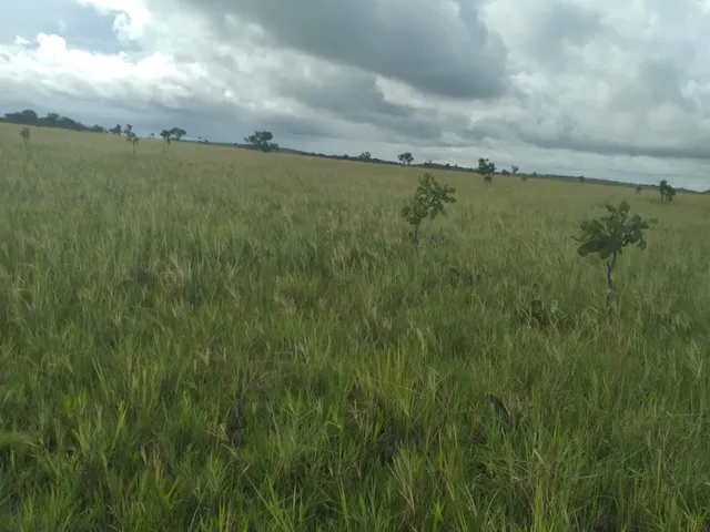 Imagem 8: FAZENDA - Macapá. 1.000m² de Área