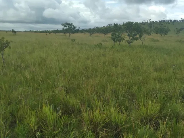 Imagem 10: FAZENDA - Macapá. 1.000m² de Área