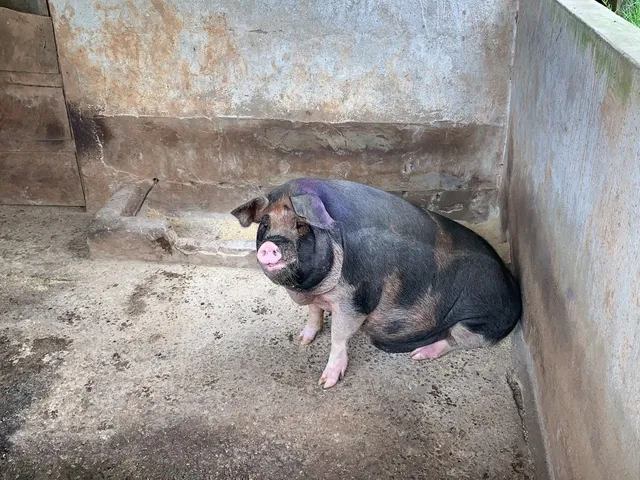 Imagem 11: Fazenda em Brazópolis