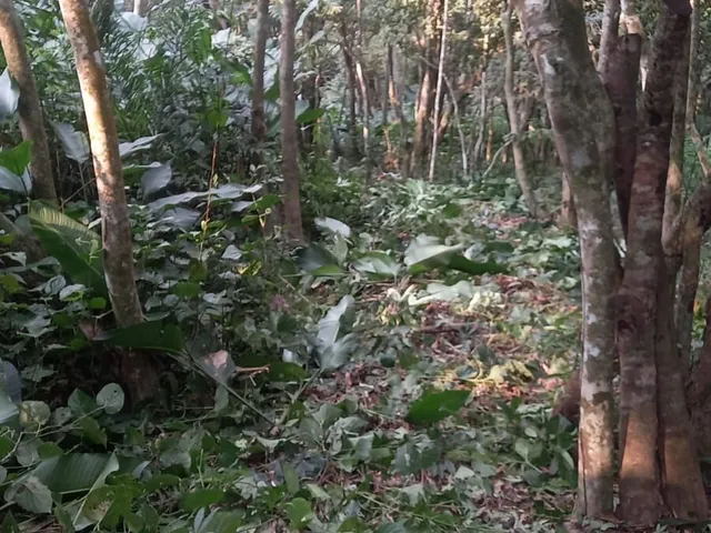 Imagem 2: Terreno em Garopaba, Siriu