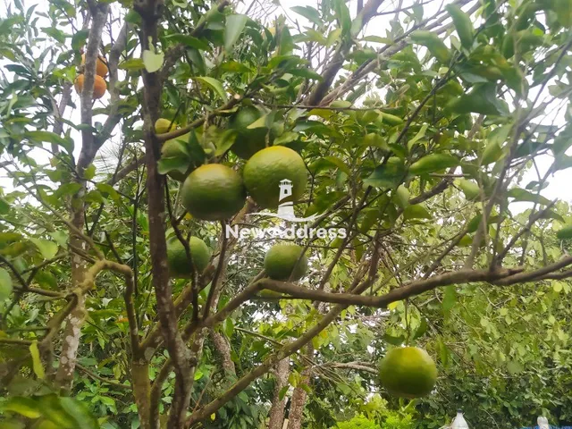 Imagem 9: Rancho à venda em Santa Mônica - Guarapari/ES