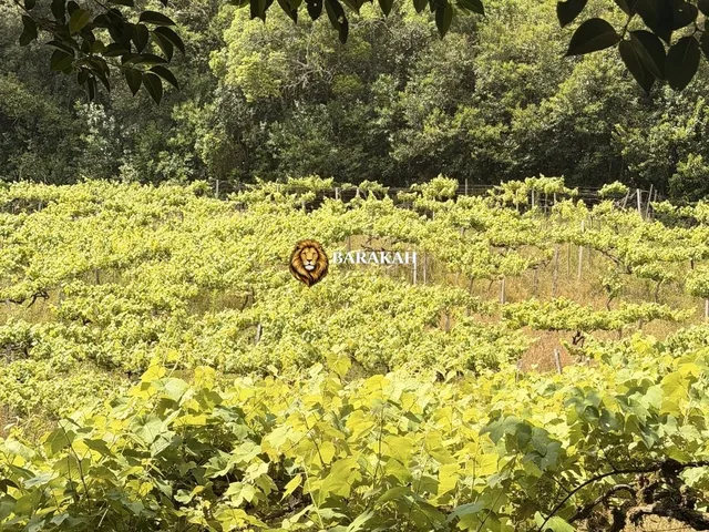 Imagem 9: Chácara à venda em Caxias do Sul/RS