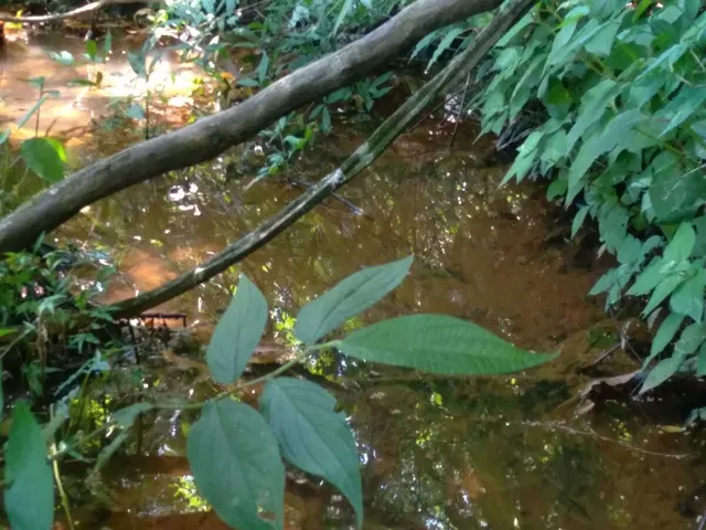 Imagem 10: Sítio À Venda no Bairro Centro - Caldas/Mg
