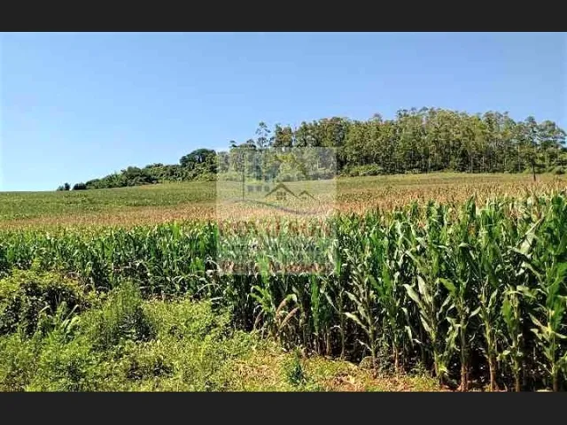Imagem 2: Sítio de 5,1 alqueires em Apucarana/PR