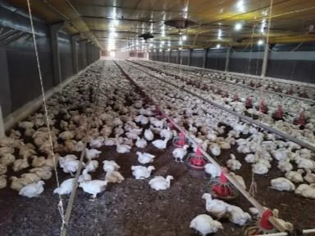 Imagem 12: Chácara de 1.5 Alqueire com 6 Aviários Alojados pela Brf em Nova Sta. Rosa