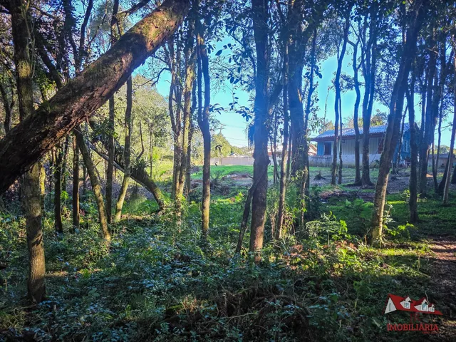 Imagem 3: Chacara Rural em São José dos Pinhais - Pr, Roça Velha