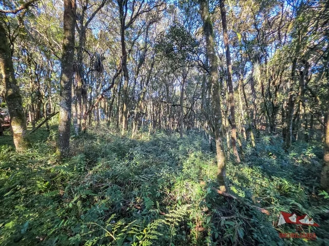 Imagem 2: Chacara Rural em São José dos Pinhais - Pr, Roça Velha