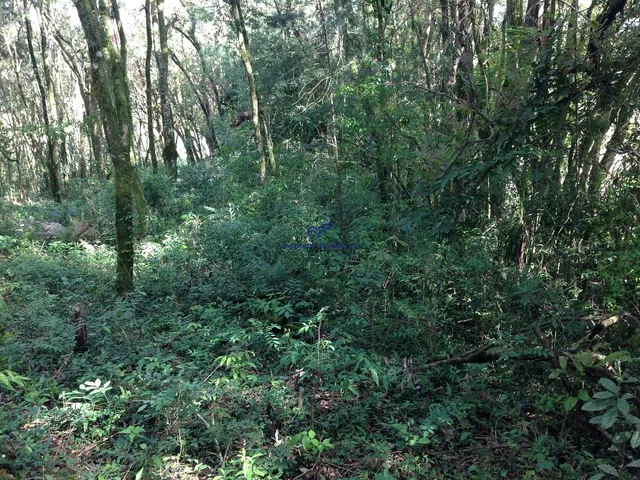 Imagem 10: Terreno Residencial em Campo Largo - Paraná, Vila David Antônio