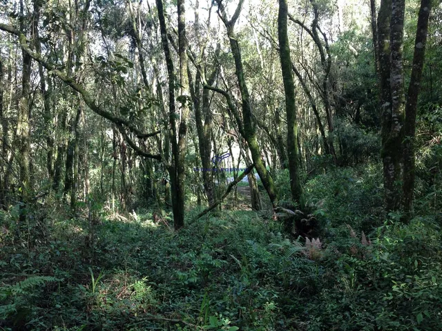 Imagem 5: Terreno Residencial em Campo Largo - Paraná, Vila David Antônio