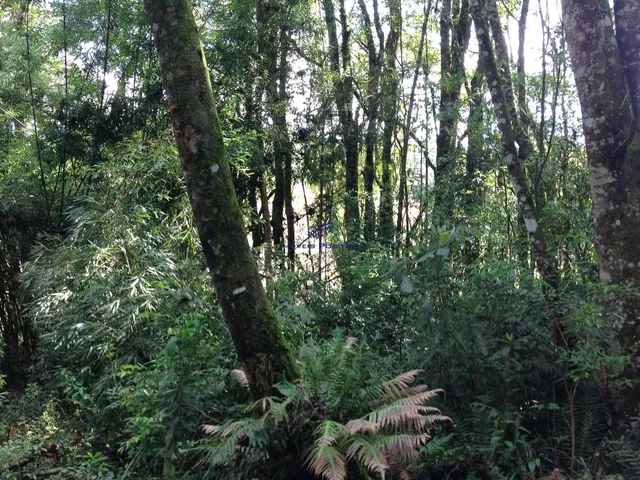 Imagem 3: Terreno Residencial em Campo Largo - Paraná, Vila David Antônio