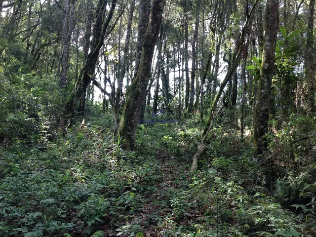 Imagem 2: Terreno Residencial em Campo Largo - Paraná, Vila David Antônio