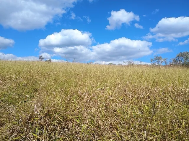 Imagem 8: Fazenda de 277 há em Desterro de Entre Rios MG
