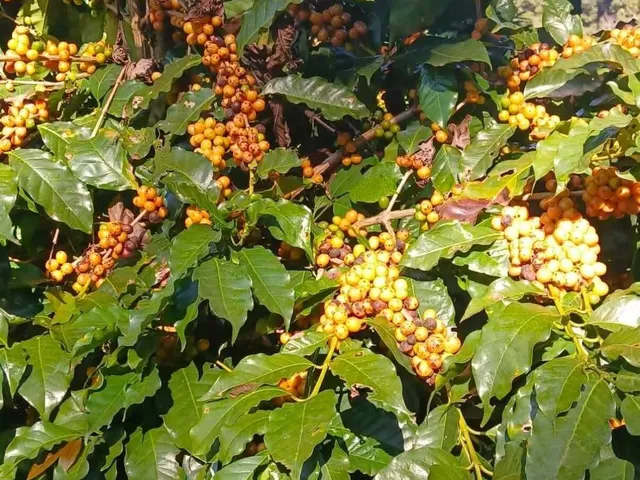 Imagem 10: Fazenda À Venda no Bairro Centro - Caldas/Mg