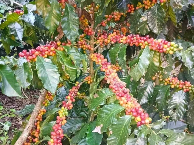 Imagem 5: Fazenda À Venda no Bairro Centro - Caldas/Mg