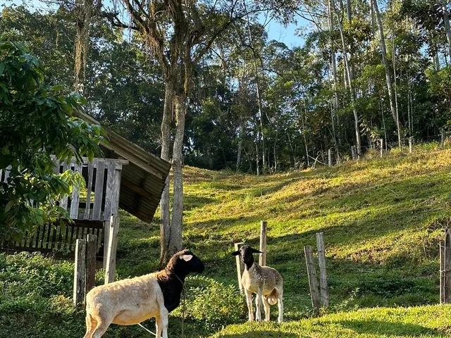 Imagem 8: Sítio à venda no bairro Gaspar Alto - Gaspar/SC
