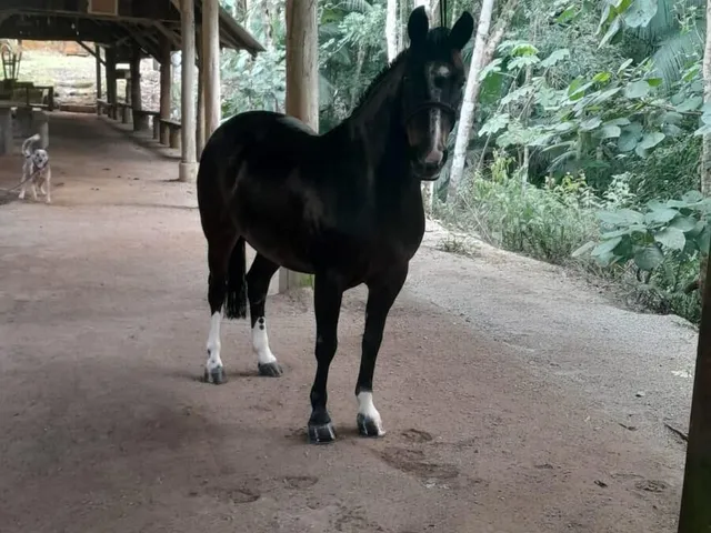 Imagem 14: Sítio à venda no bairro Gaspar Alto - Gaspar/SC