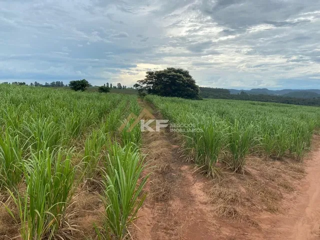 Imagem: Fazenda Á Venda na Região de Ribeirão