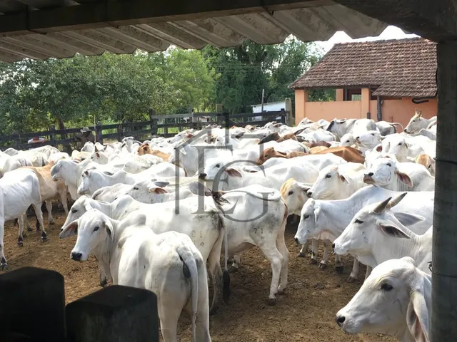 Imagem: Fazenda à Venda em São Vicente