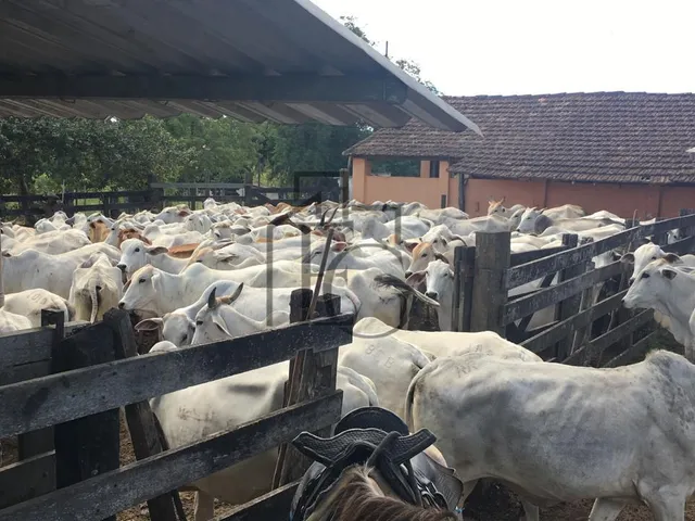 Imagem 5: Fazenda à Venda em São Vicente