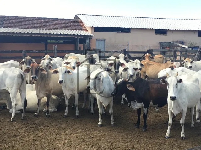 Imagem 16: Fazenda à Venda em São Vicente