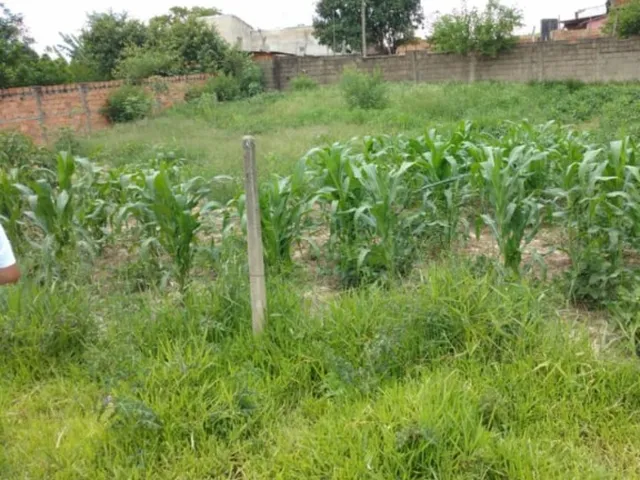 Imagem 6: Chácara À Venda em Cosmópolis-Sp, Bairro Área Rural: 1 Quarto, 1 Banheiro, 0,01 M² de Área!