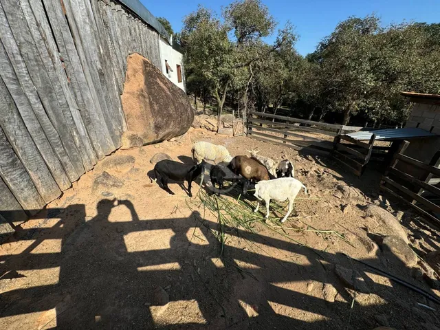Imagem 12: Sítio À Venda em Espírito Santo do Pinhal/Sp