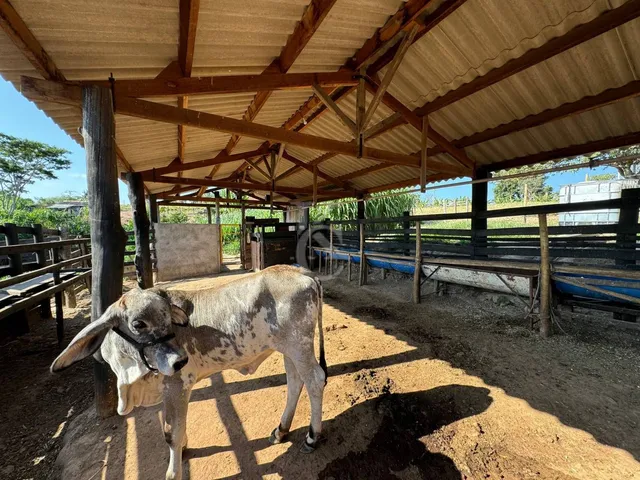 Imagem 6: Sítio À Venda em Espírito Santo do Pinhal/Sp