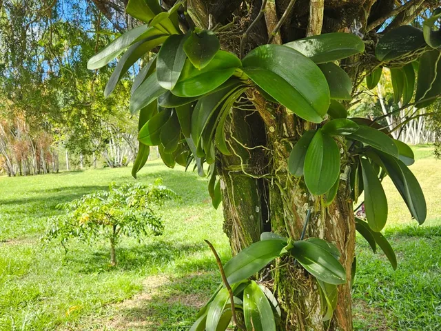 Imagem 10: FAZENDA RESIDENCIAL em CAMAÇARI - BA, MACHADINHO