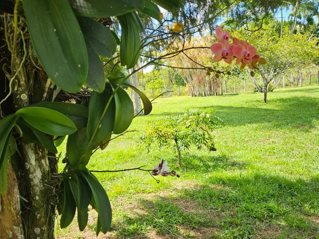 Imagem 12: FAZENDA RESIDENCIAL em CAMAÇARI - BA, MACHADINHO