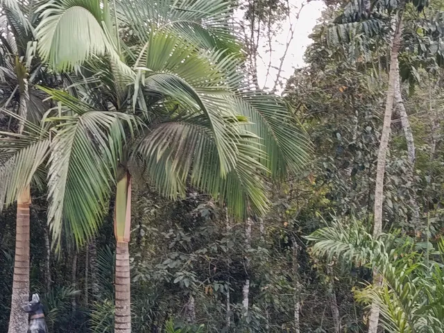 Imagem 6: SITIO RURAL em MELGAÇO - ES, Rota do IFES
